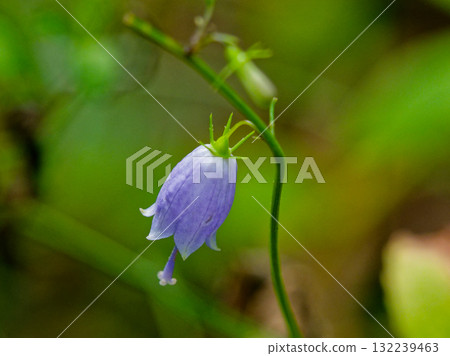 風鈴草家族的整齊乾淨的藍色花朵 132239463