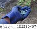 在家庭花園噴灑殺蝸牛的化學藥劑 在家庭花園噴灑殺蝸牛的化學藥劑 132239497