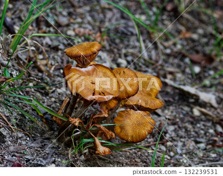 Armillaria mellea colony 132239531