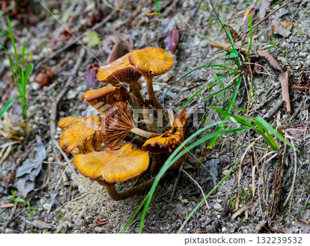 蜜環菌群落 蜜環菌群落 132239532