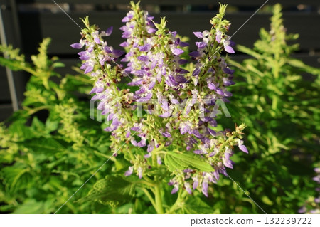 彩葉草在秋季盛開 132239722