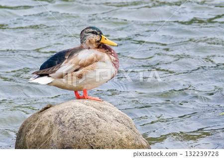 Mallard male eclipse Mallard male eclipse 132239728