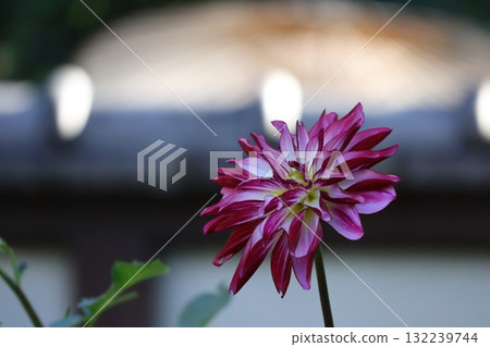 各種顏色的美麗大麗花。 各種顏色的美麗大麗花。 132239744
