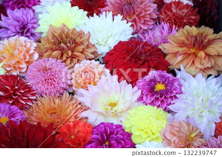 Beautiful dahlias in a variety of colors. Beautiful dahlias in a variety of colors. 132239747