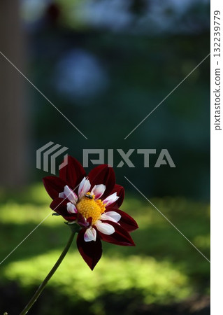 各種顏色的美麗大麗花。 各種顏色的美麗大麗花。 132239779