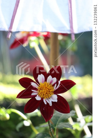 Beautiful dahlias in a variety of colors. 132239861