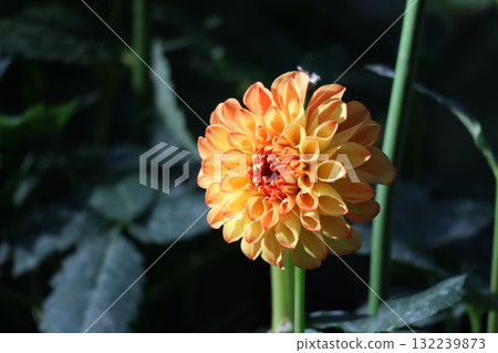 Beautiful dahlias in a variety of colors. Beautiful dahlias in a variety of colors. 132239873