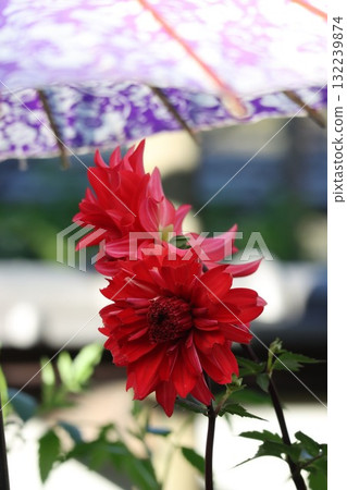 Beautiful dahlias in a variety of colors. Beautiful dahlias in a variety of colors. 132239874