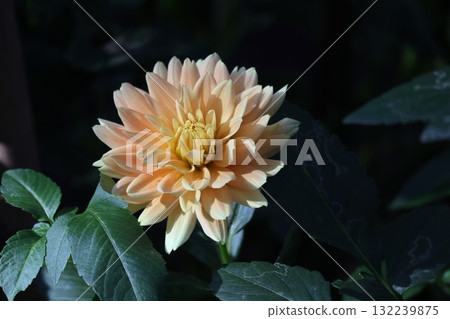 Beautiful dahlias in a variety of colors. Beautiful dahlias in a variety of colors. 132239875