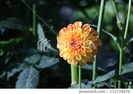 Beautiful dahlias in a variety of colors. Beautiful dahlias in a variety of colors. 132239876