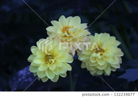 Beautiful dahlias in a variety of colors. 132239877