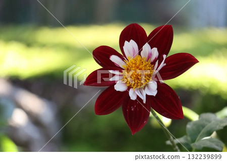 Beautiful dahlias in a variety of colors. 132239899