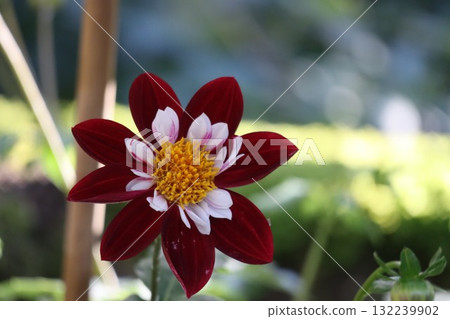 Beautiful dahlias in a variety of colors. Beautiful dahlias in a variety of colors. 132239902
