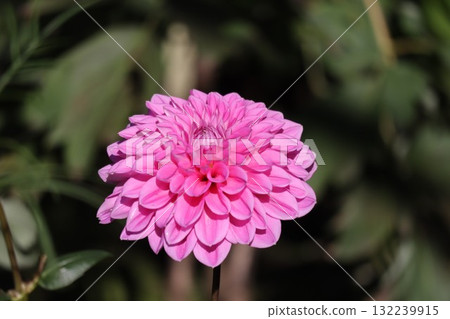 Beautiful dahlias in a variety of colors. Beautiful dahlias in a variety of colors. 132239915