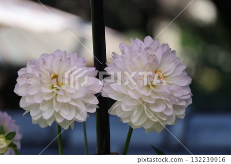 Beautiful dahlias in a variety of colors. 132239916