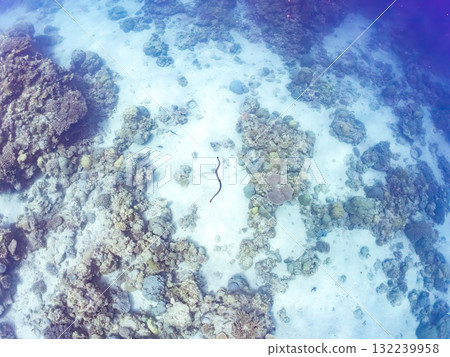 一條海蛇在沙灘上游動。美麗的珊瑚礁和成群的熱帶魚。沖繩縣島尻郡慶良間諸島座間味島和阿室島 一條海蛇在沙灘上游動。美麗的珊瑚礁和成群的熱帶魚。沖繩縣島尻郡慶良間諸島座間味島和阿室島 132239958