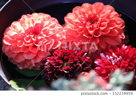 各種顏色的美麗大麗花。 各種顏色的美麗大麗花。 132239959