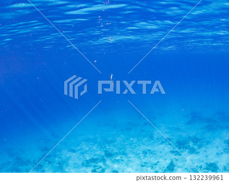 一條海蛇在沙灘上游動。美麗的珊瑚礁和成群的熱帶魚。沖繩縣島尻郡慶良間諸島座間味島和阿室島 一條海蛇在沙灘上游動。美麗的珊瑚礁和成群的熱帶魚。沖繩縣島尻郡慶良間諸島座間味島和阿室島 132239961