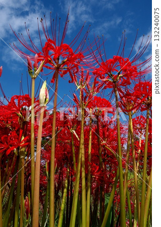 Landscape with cluster amaryllis Landscape with cluster amaryllis 132240075