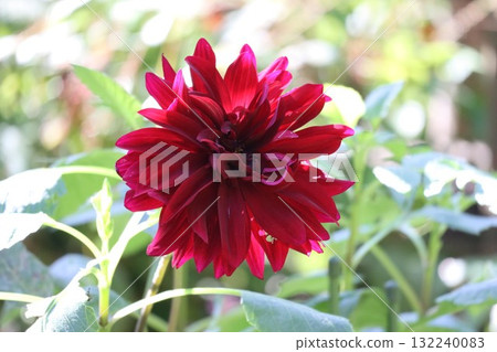 Beautiful dahlias in a variety of colors. Beautiful dahlias in a variety of colors. 132240083
