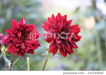 Beautiful dahlias in a variety of colors. 132240092