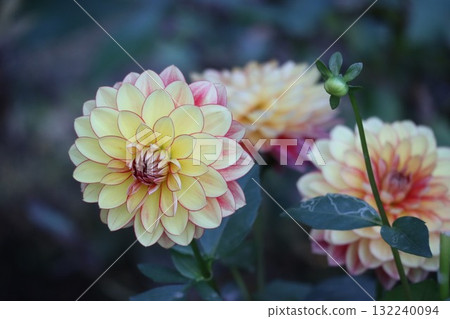 Beautiful dahlias in a variety of colors. 132240094