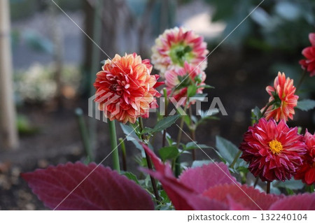 Beautiful dahlias in a variety of colors. 132240104