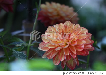 Beautiful dahlias in a variety of colors. 132240147