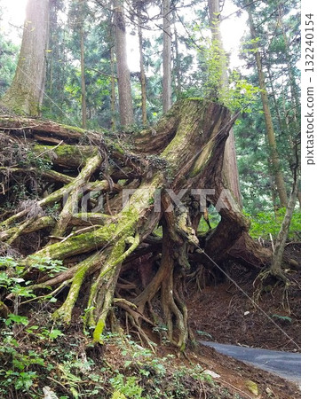 禦嶽山森林裡長滿苔蘚的樹根 禦嶽山森林裡長滿苔蘚的樹根 132240154