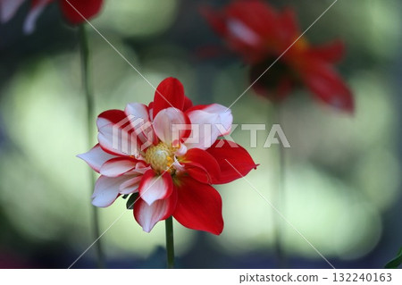 Beautiful dahlias in a variety of colors. 132240163