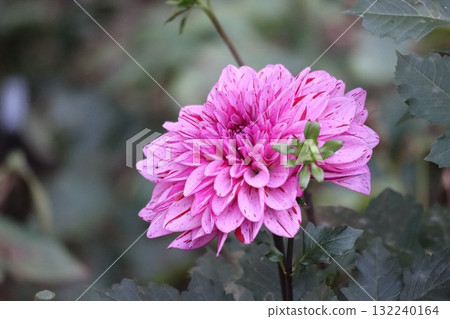 Beautiful dahlias in a variety of colors. Beautiful dahlias in a variety of colors. 132240164