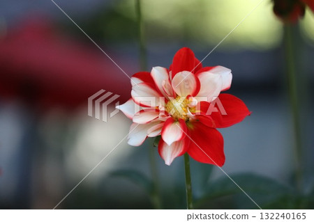 Beautiful dahlias in a variety of colors. 132240165