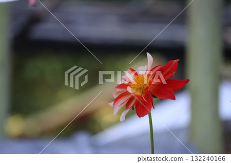Beautiful dahlias in a variety of colors. 132240166