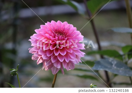 Beautiful dahlias in a variety of colors. Beautiful dahlias in a variety of colors. 132240186