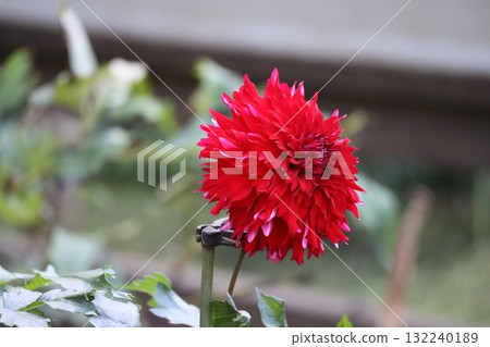 Beautiful dahlias in a variety of colors. Beautiful dahlias in a variety of colors. 132240189