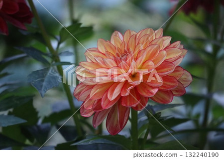 各種顏色的美麗大麗花。 各種顏色的美麗大麗花。 132240190