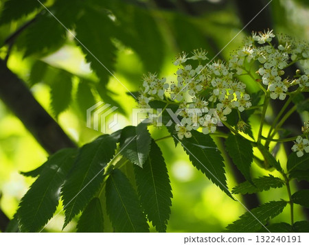 樹木 花楸花 樹木 花楸花 132240191