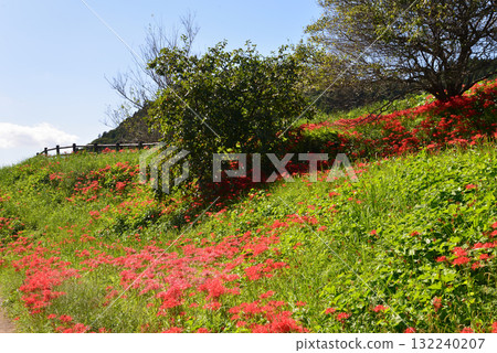 箕澤紅花石竹公園 2025-9-27 #92 132240207