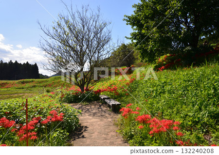 Minozawa Red Spider Lily Park 2025-9-27 #93 Minozawa Red Spider Lily Park 2025-9-27 #93 132240208