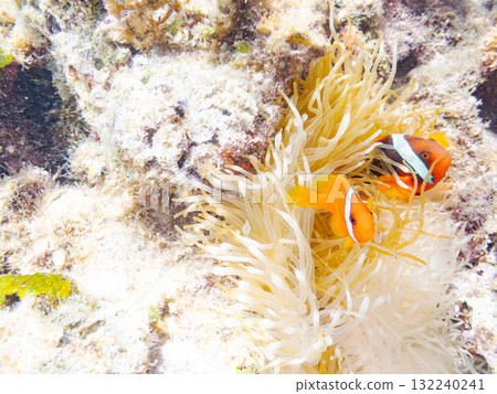 一群小丑魚棲息在海葵裡。美麗的珊瑚礁和成群的熱帶魚。慶良間島、座間味島、阿室島 132240241