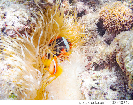 一群小丑魚棲息在海葵裡。美麗的珊瑚礁和成群的熱帶魚。慶良間島、座間味島、阿室島 132240242
