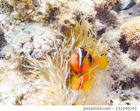 A school of clownfish living in a sea anemone. Beautiful coral reefs and schools of tropical fish. Kerama, Zamami Island, Amuro Island A school of clownfish living in a sea anemone. Beautiful coral reefs and schools of tropical fish. Kerama, Zamami Island, Amuro Island 132240243