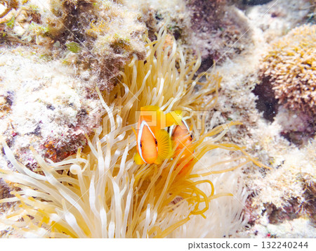 A school of clownfish living in a sea anemone. Beautiful coral reefs and schools of tropical fish. Kerama, Zamami Island, Amuro Island 132240244