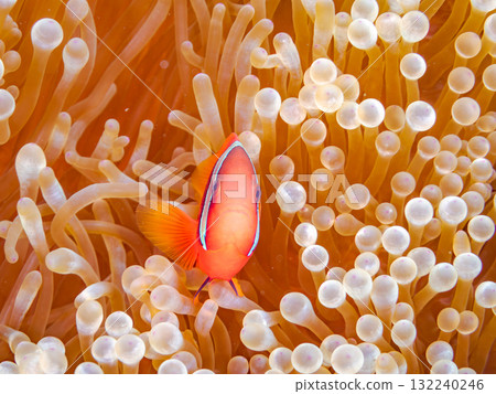 A school of clownfish living in a sea anemone. Beautiful coral reefs and schools of tropical fish. Kerama, Zamami Island, Amuro Island 132240246
