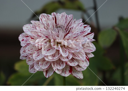 各種顏色的美麗大麗花。 132240274