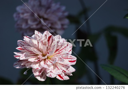 各種顏色的美麗大麗花。 132240276