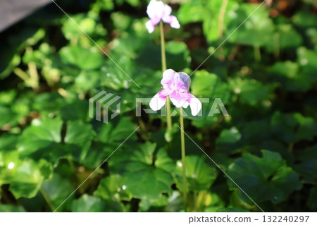 Panda violets bathed in the morning sun after the rain 132240297
