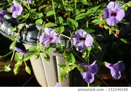 Small flowers of Torenia bathed in the morning sun after the rain Small flowers of Torenia bathed in the morning sun after the rain 132240298