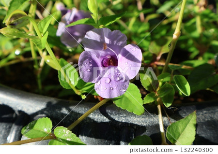 雨後沐浴在清晨陽光下的藍豬耳小花 132240300
