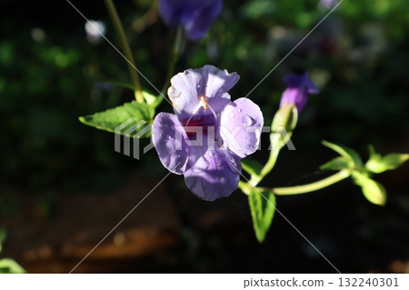 雨後沐浴在清晨陽光下的藍豬耳小花 132240301